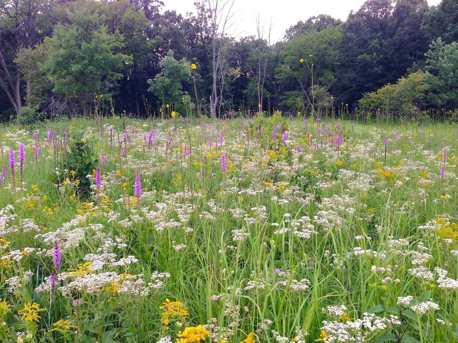 Copy of Mature forb dense prairie.jpg