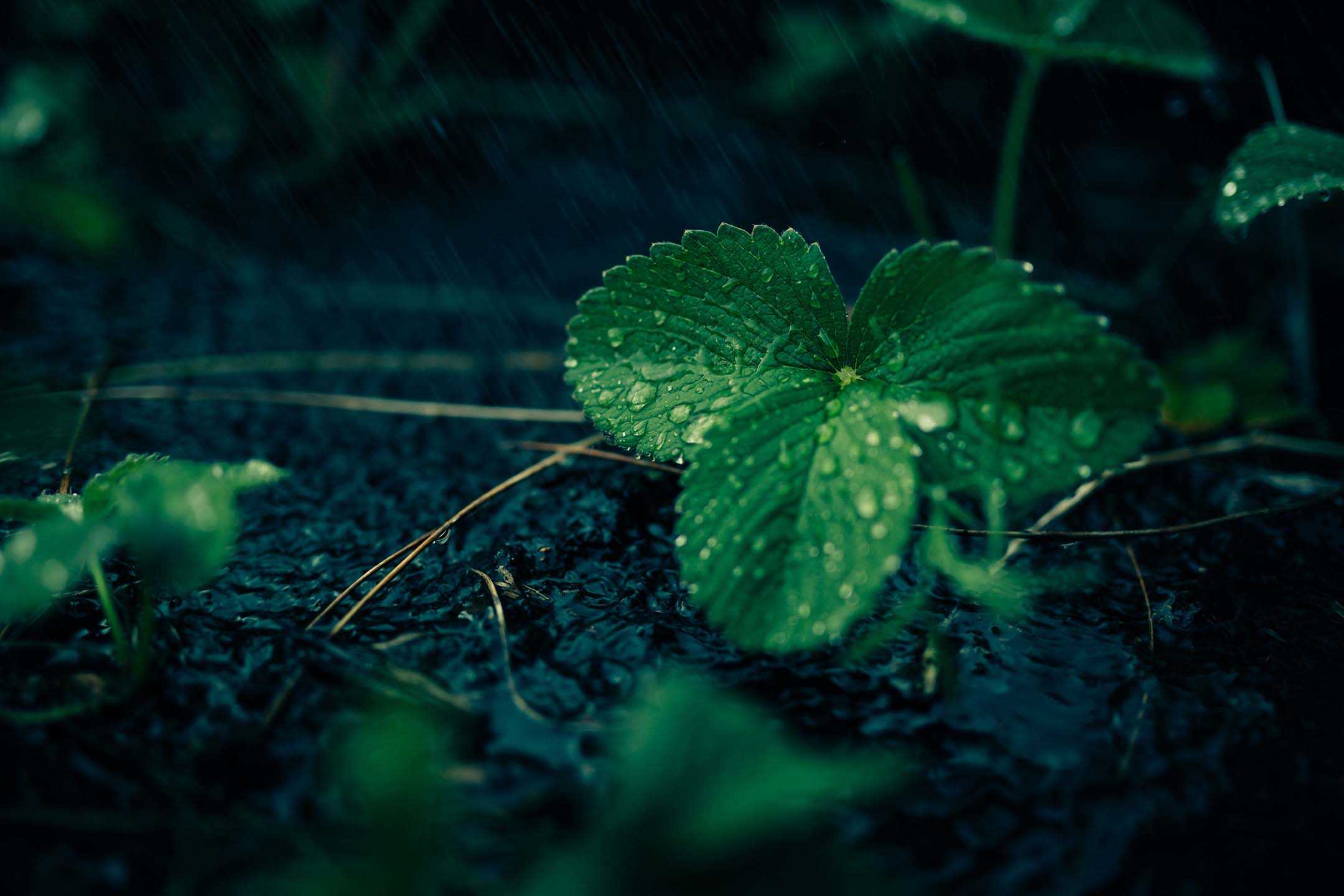macro photograpy of water drops on mint leaves